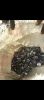 lead ores, galena, lea...