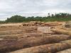 Suriname Hardwoods