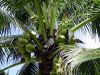 coconut or coconut pro...