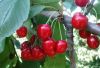 Turkish cherry
