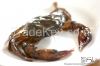 Soft Shell Crab