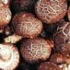 Lentinula Edodes (shii...