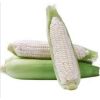 Top Grade Quality Yellow Corn And White Corn Maize Kernels Non-GMO