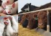 Corn Gluten Feed  60% Bulk Yellow maize Corn Chicken Meal Feed Corn Gluten Feed Feed Grade Additives Powder