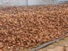 Wholesale Best Quality Raw Coconut Shell and Palm Kernel Shell Material Agriculture Waste