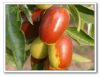 Organic Fructus Jujuba...