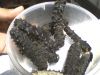 sea cucumber
