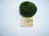 CLADOPHORA LIVE MOSS B...