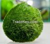 MARIMO MOSS BALLS