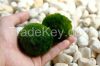 MARIMO MOSS BALLS
