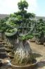 Ficus microcarpa bonsai