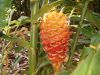 Heliconia Flowers (Tro...