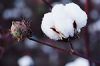 Cotton Seed Extract