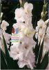 Gladiolus Flower BUlbs