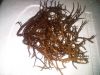 spinosum seaweed, Euch...