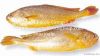 Frozen Yellow Croaker Fish