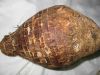 white taro root (malan...