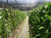 Organic / Gourmet Mexi...
