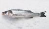 SeaBass, SeaBream ( Fr...