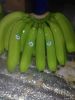 Cavendish Banana