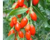 Herb seeds - Goji, Bar...