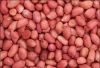 Peanut Kernels