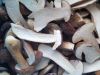 2013 New Crop Frozen Boletus Edulis(half cut)