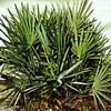 Saw Palmetto Extract S...