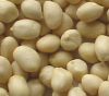 Blanched Peanut Kernels