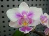 Orchid