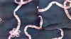 Printed Chiffon Fabric