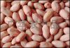 peanut kernel