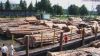 Sell wood logs from Uk...