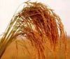 Vietnam long grain whi...