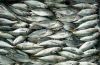 Frozen Horse Mackerels