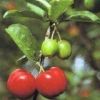 ORGANIC ACEROLA POWDER...