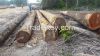 Logs, Piles, Rough Sawn, Dressed Lumber, Timbers & Planks (Greenheart, Purpleheart, Wamara, Mora, Darina, Kabukalli, Tatabu and Wallaba)