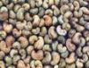 Dried Raw Cashew Nuts ...