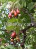 CASHEW NUT CHEAP PRICE VIETNAM ORIGIN