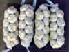 fresh garlic
