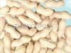 peanut in shell