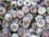 Organic garlic