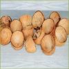 cocount shells & c...