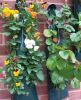 Hanging Wall Garden Pl...