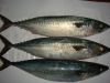 frozen mackerel