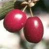 Asiatic dogwood fruit ...