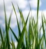 Young barley leaves powder