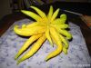 Bergamot orange extract