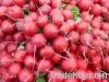 RADISH RED