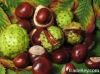 Horse Chestnut Extract